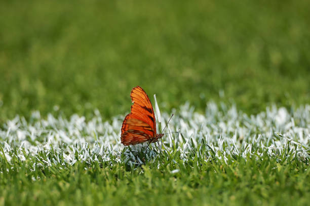 C羅14球制霸聯(lián)賽！傳奇射手依舊無人能擋