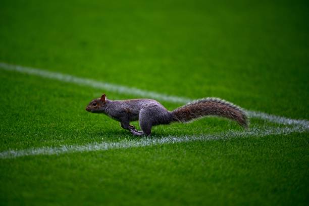 防守足球的精髓：從基礎到大師級技巧