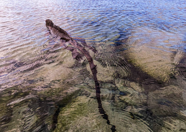 菲爾普斯與耐克合作推出新款游泳裝備系列
