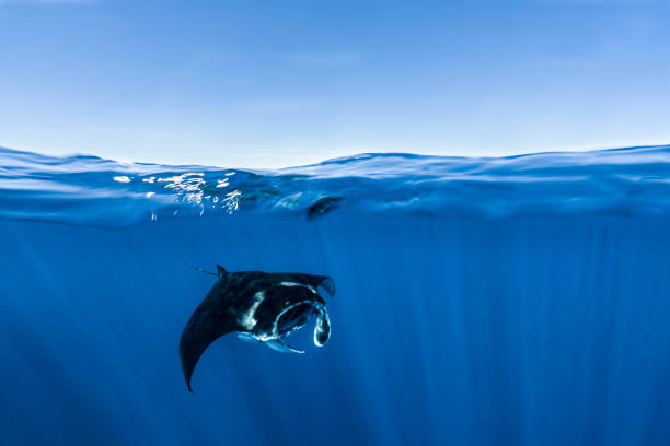 蘇炳添：為國爭光的體育精神象征